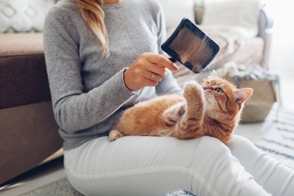 Frauen kämmen rote Katze zu Hause mit Bürste