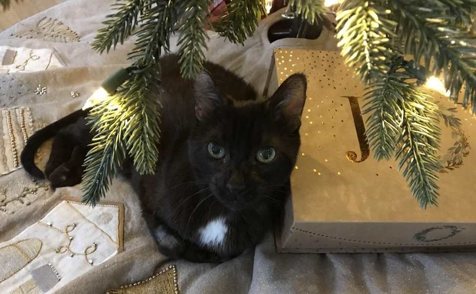 schwarze Katze unter Weihnachtsbaum