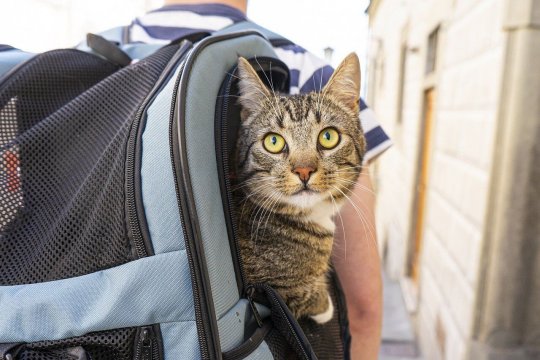 7 Tipps für besseres Reisen mit Ihrer Katze
