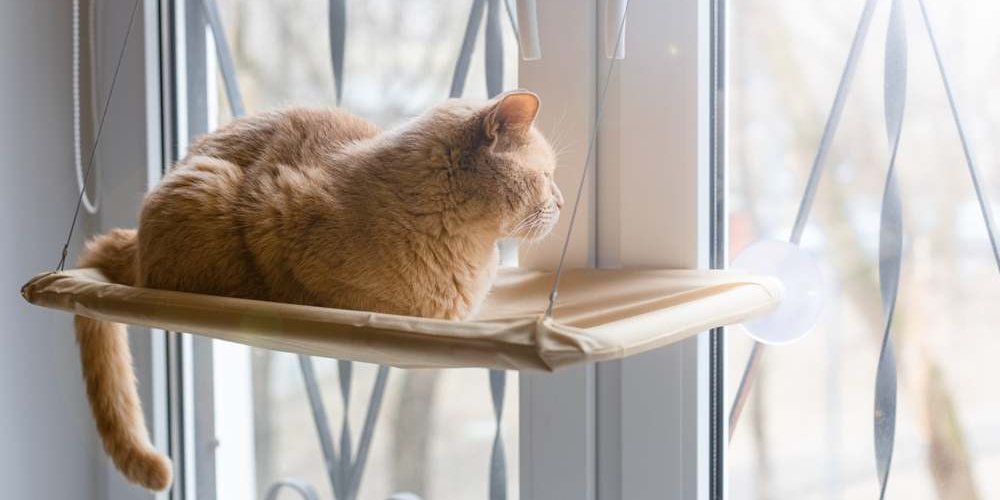 Eine orangefarbene Katze sitzt auf einer Fensterbank und blickt nach draußen.