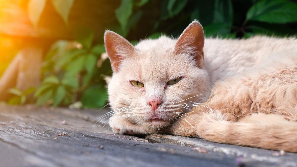 Eine Nahaufnahme einer cremefarbenen Katze, die zusammengerollt mit offenen Augen auf einer Veranda oder Terrasse in der Sonne ruht.