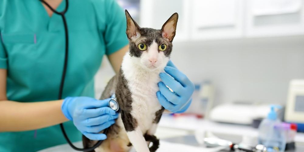 Ein Tierarzt untersucht eine Cornish Rex Katze mit einem Stethoskop