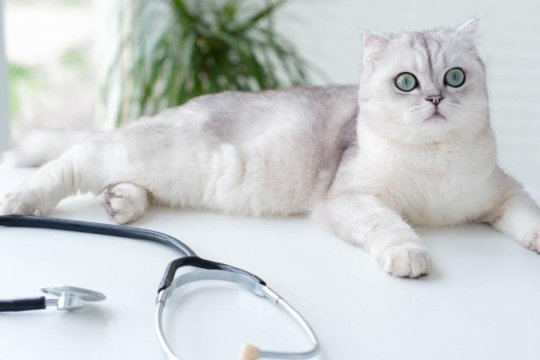 Die jährliche Gesundheitsuntersuchung für Katzen: Was passiert, was Sie erwartet und was es kostet