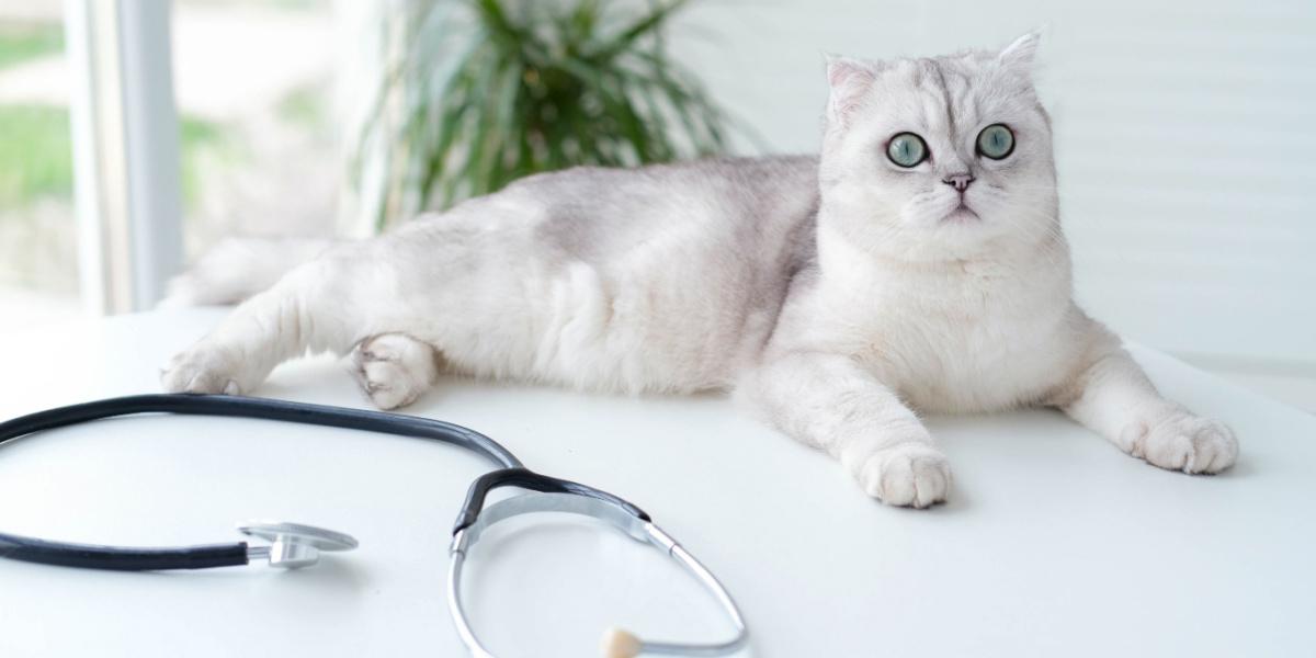 Eine weiß-graue Scottish Fold liegt sitzend auf einem Tisch, im Vordergrund steht ein Stethoskop.