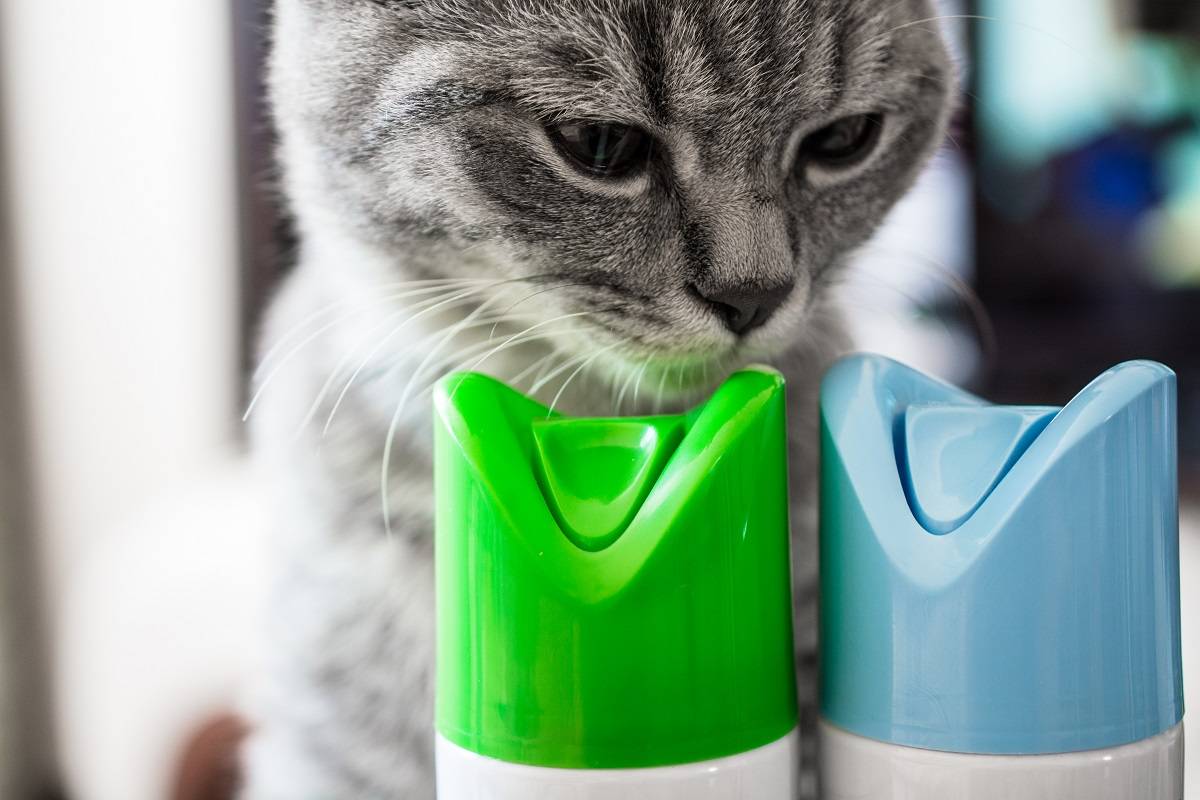 Eine Katze schnüffelt an einem Lufterfrischer. Zwei Zylinder mit blauen und grünen Kappen. Nahaufnahme.