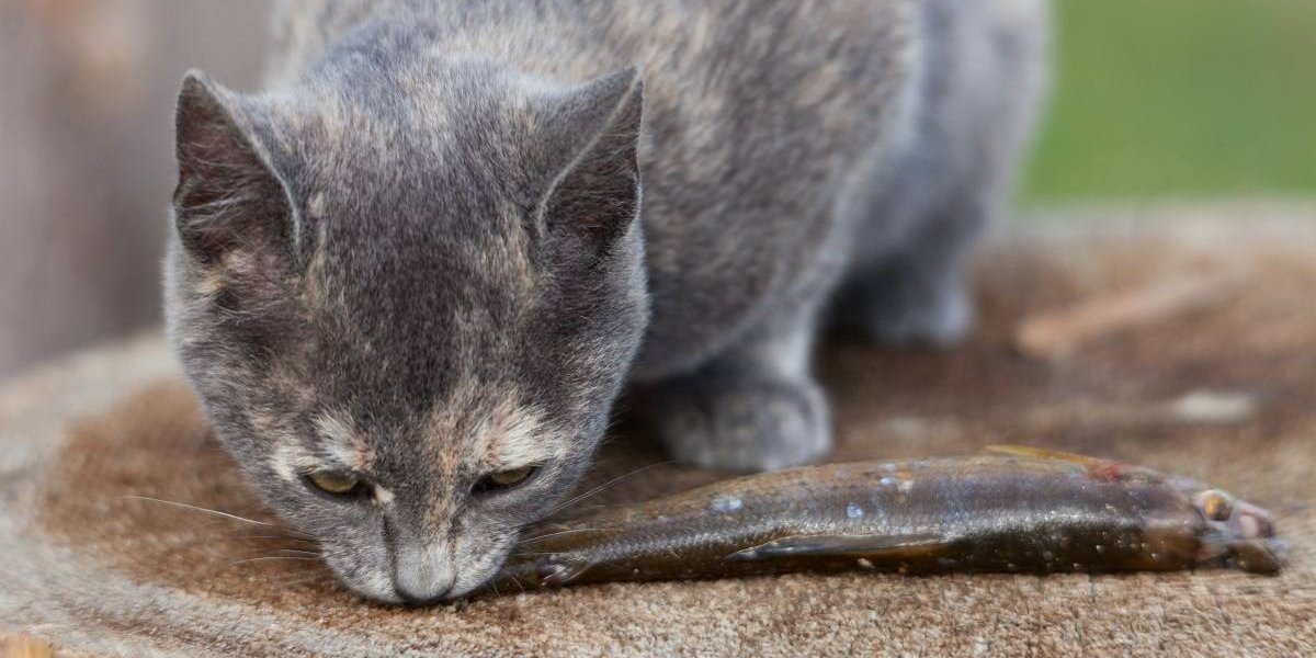 Grau getigerte Katze knabbert an einem kleinen Fisch.