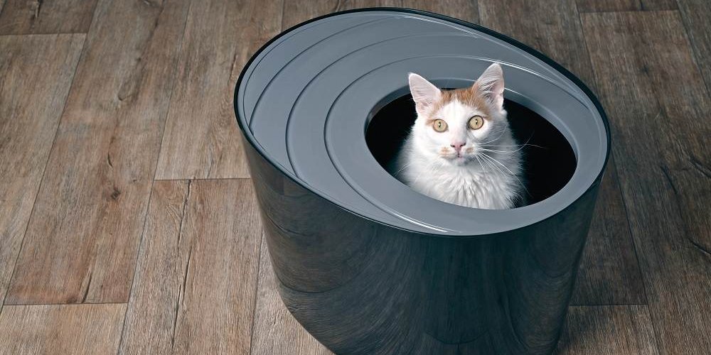 Katze sitzt in Katzentoilette mit Einstieg von oben