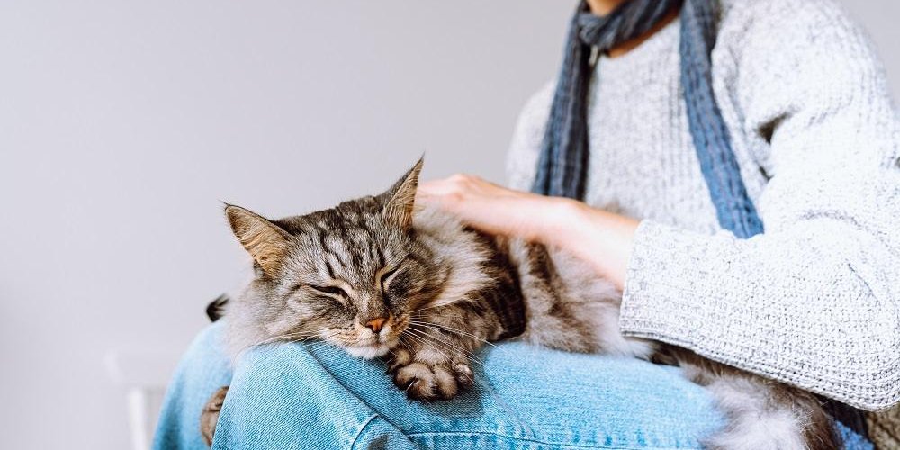 Flauschige getigerte Katze schläft auf dem Schoß eines jungen Mädchens