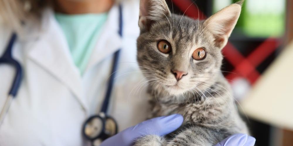 Tierärztin im Laborkittel und mit Stethoskop hält im Vordergrund eine grau getigerte Katze.