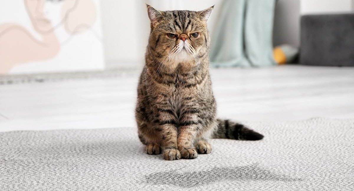 Mürrisch aussehende ältere Katze neben einer Urinpfütze auf dem Teppich.