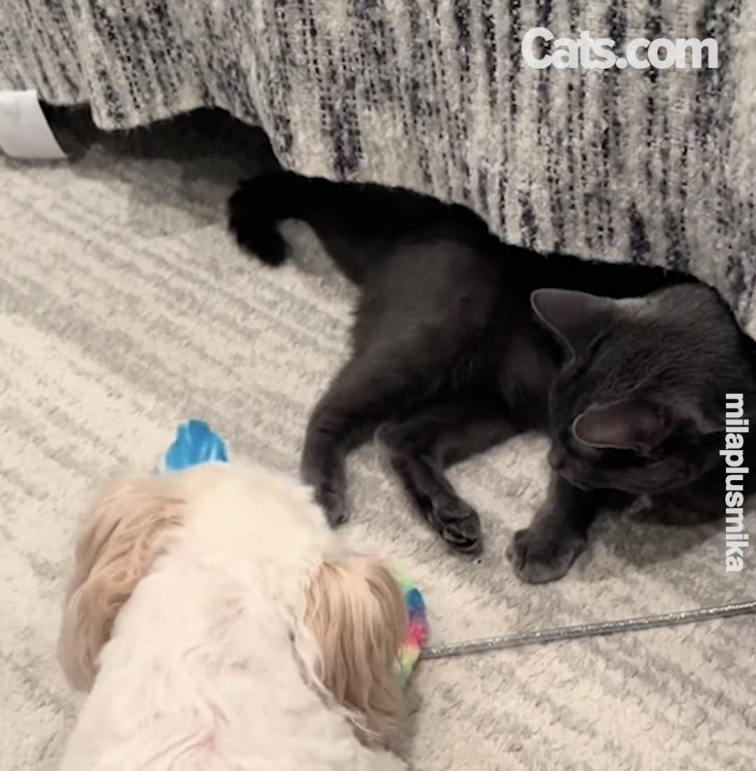 Mika spielt mit Mila in ihrem neuen Zuhause