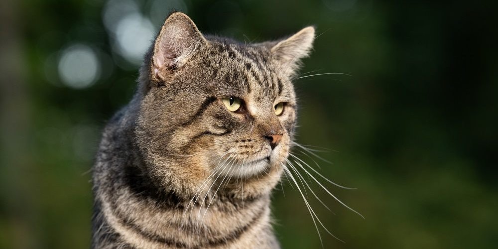 Alter getigerter Kater draußen in einem Hof im Sommer