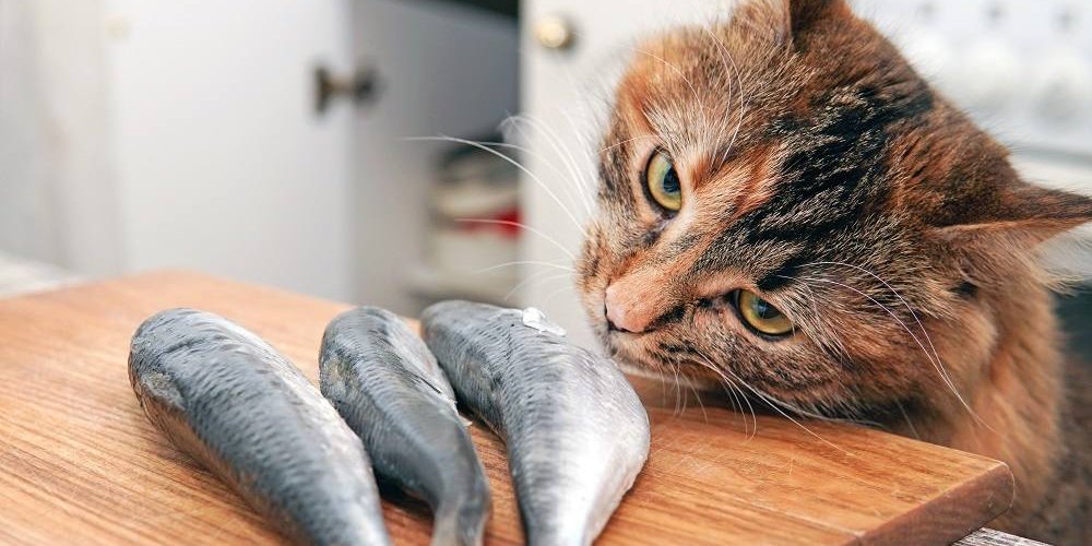 Eine langhaarige Torbie-Katze riecht drei kleine Fische auf einem Schneidebrett.