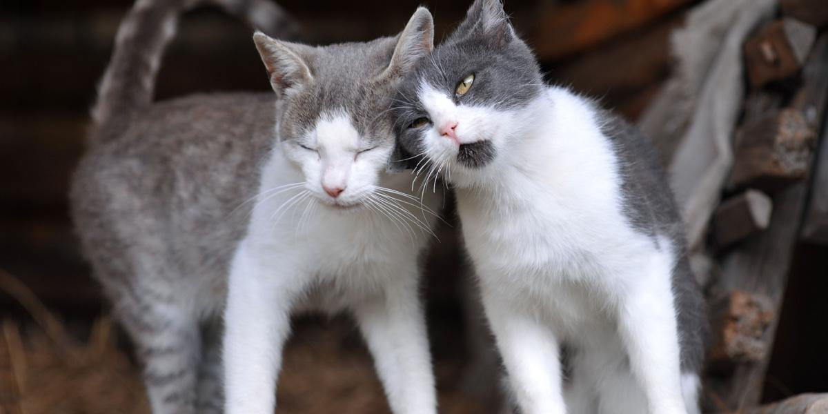 Zwei süße Katzen