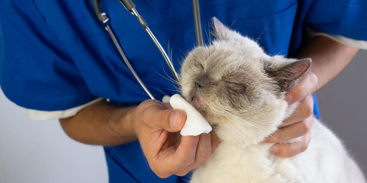 Tierarzt putzt Katze die Nase mit Wattepad