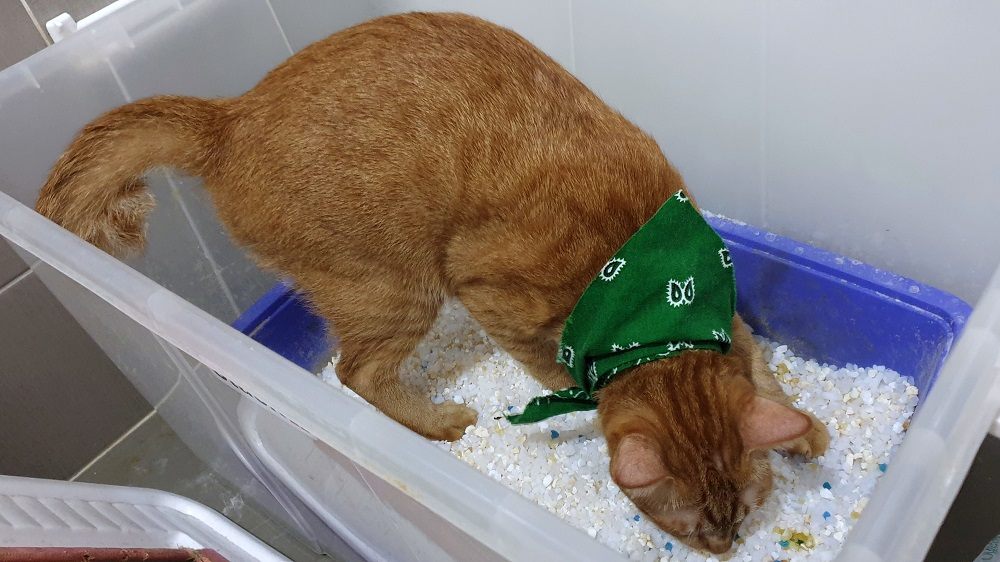 Katze benutzt eine Katzentoilette in einem Plastikbehälter