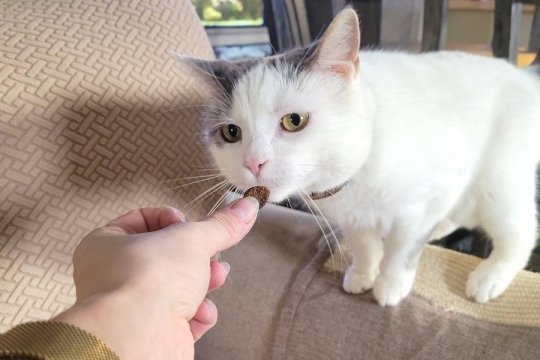 Wie viele Leckerlis sollte man einer Katze täglich geben?