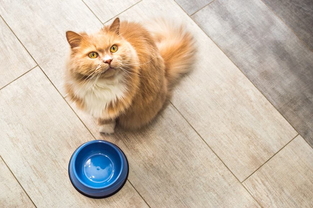 Eine flauschige rothaarige Katze sitzt wartend neben einem leeren Futternapf