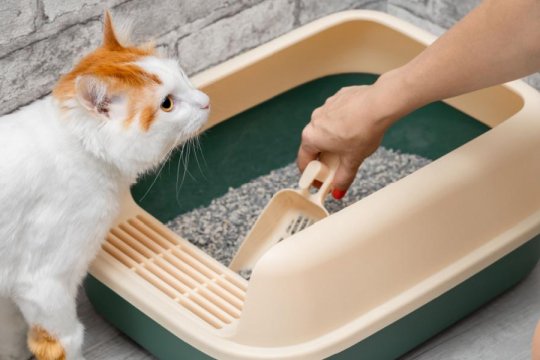 10 einfache Möglichkeiten, den Katzentoilettenbereich sauber zu halten