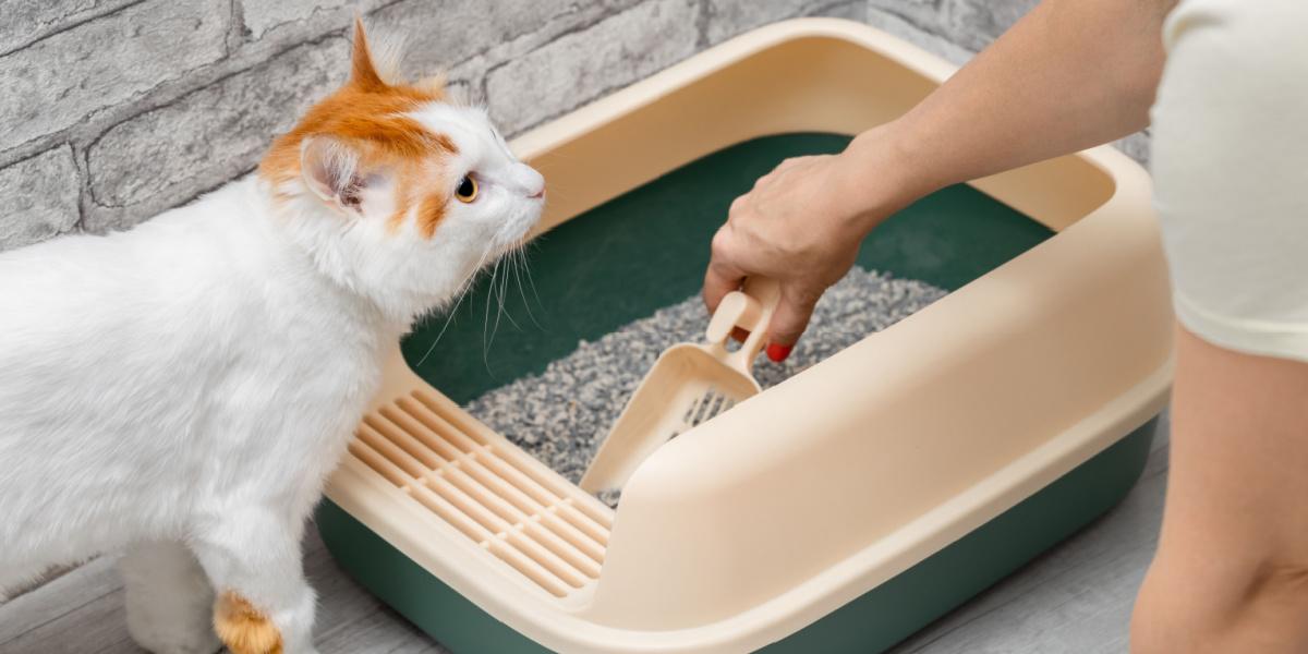 Mann säubert Katzentoilette mit Kehrschaufel