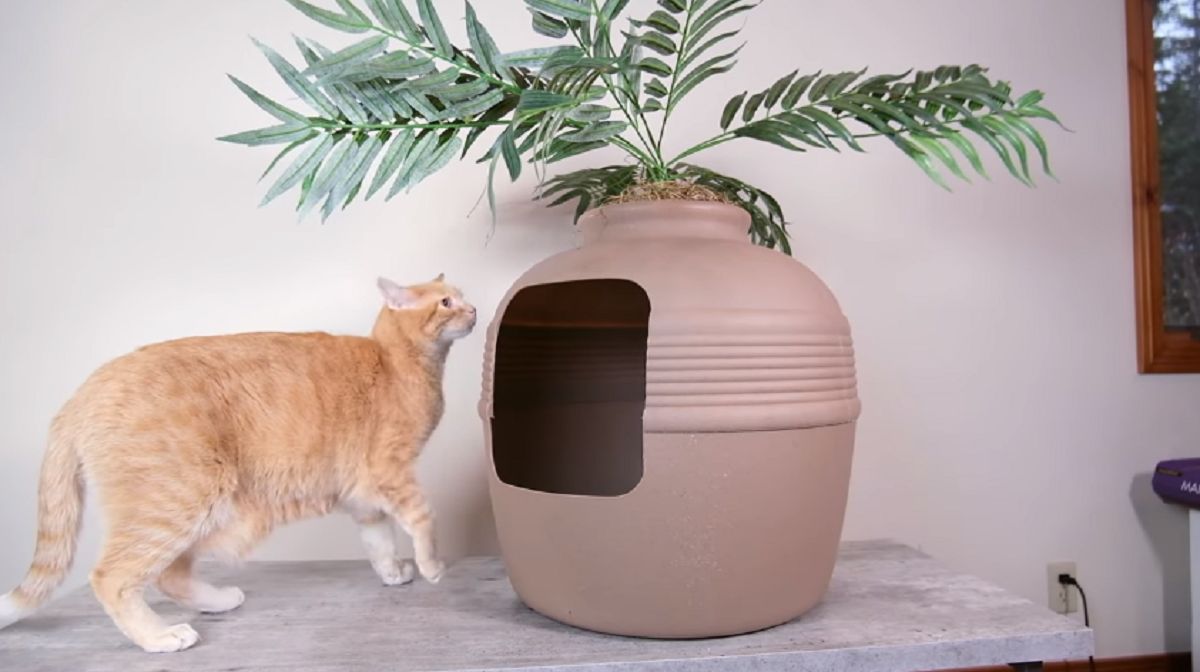 Orangefarbene Katze vor einer Katzentoilette in einem künstlichen Pflanzgefäß