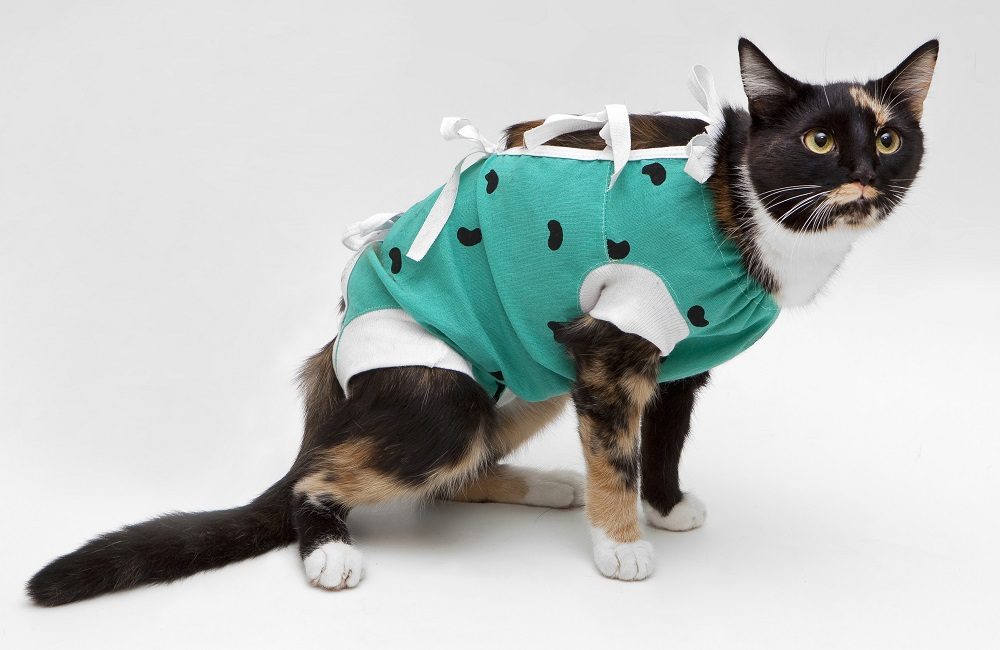 Eine dreifarbige Katze nach einem chirurgischen Eingriff trägt ein grünes, einteilerartiges Outfit, um einen Einschnitt abzudecken.