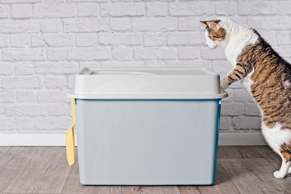 neugierige Katze schaut in eine Katzentoilette mit Einstieg von oben