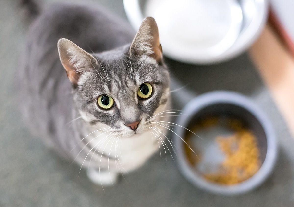 Eine grau getigerte Kurzhaarkatze sitzt neben ihrem Futternapf und blickt in die Kamera