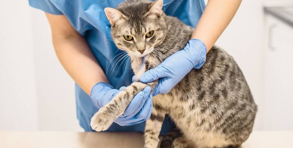 Ein Tierarzt in blauem Kittel und blauen Handschuhen hält das linke Bein einer Katze ausgestreckt, um es zu untersuchen