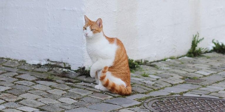 Eine weiß-orangefarbene Katze auf einer Kopfsteinpflasterstraße hält ihre linke Pfote hoch