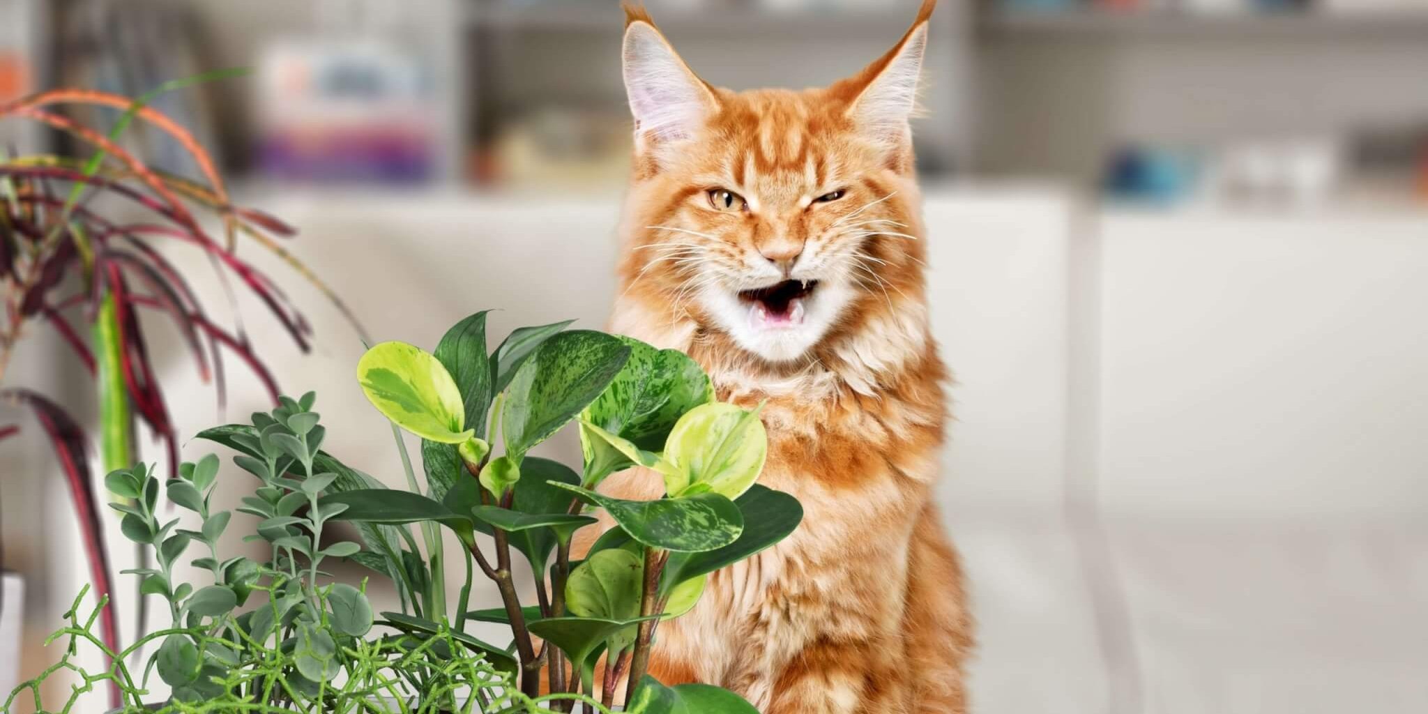 Orangefarbene Katze scheint mit ihrer pflanzlichen Ernährung unzufrieden zu sein.