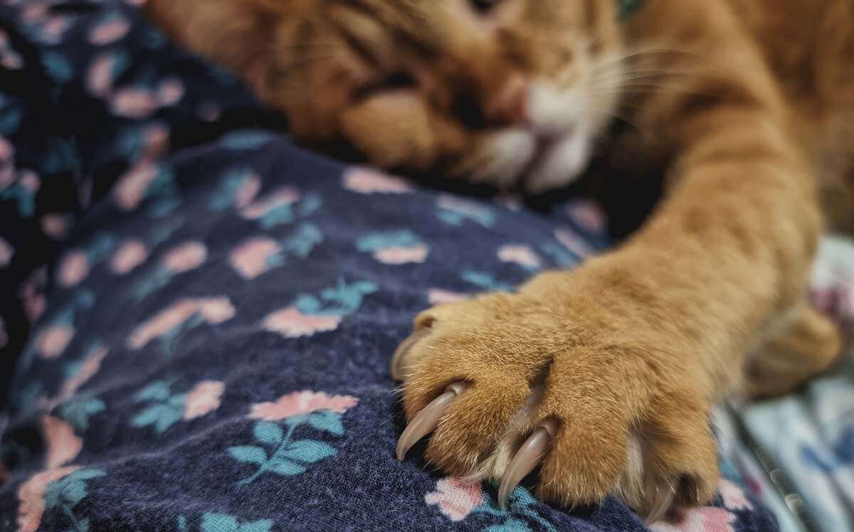 Eine orangefarbene Katze schläft auf einer Decke, hat den linken Fuß ausgestreckt und eine Nahaufnahme der Pfote.