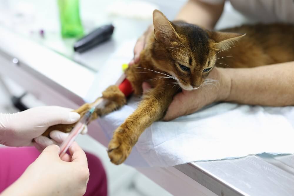 Einer Katze wird eine Blutprobe aus dem Vorderbein entnommen