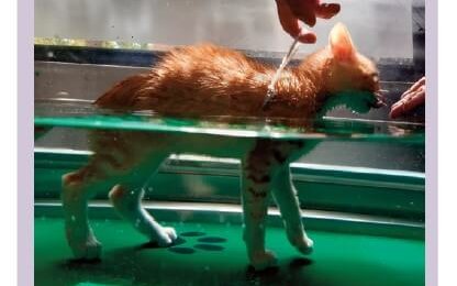 Hershels erste Hydrotherapiesitzung. Bild – Copyright International Society of Feline Medicine