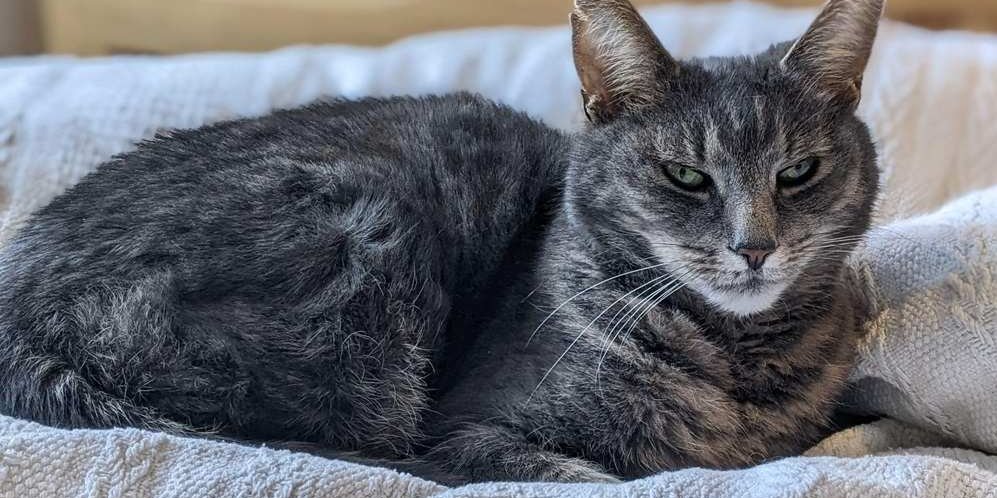 Schöne graue ältere Katze gemütlich im Bett.