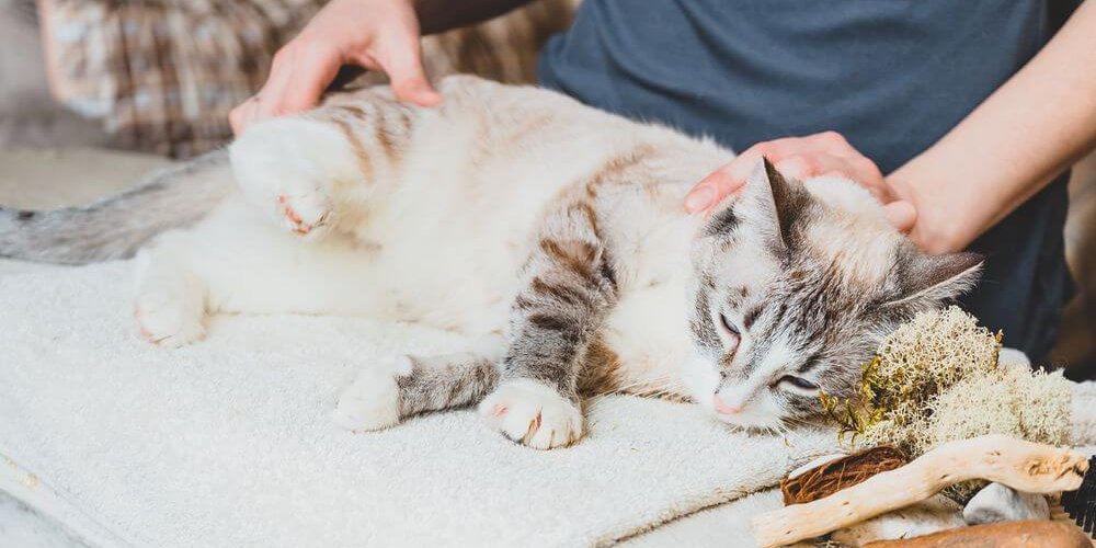 Massage des Hinterbeins der Katze