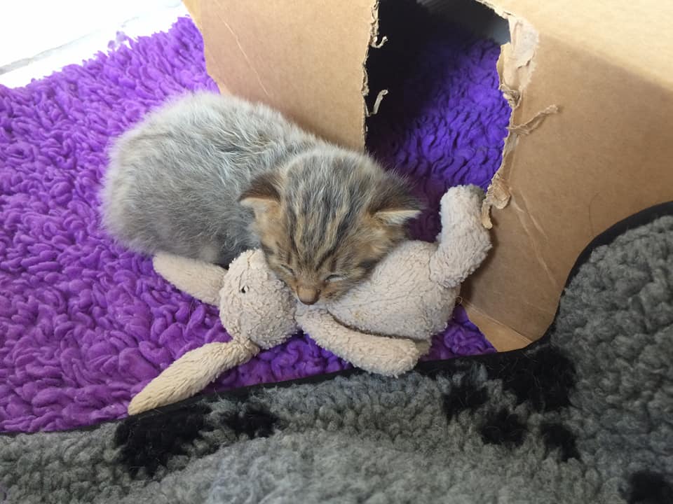 Tabby-Kätzchen mit silbernem Fieberfell, schlafend