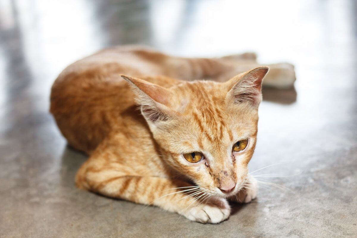 dünne rote Katze, auf der Seite liegend