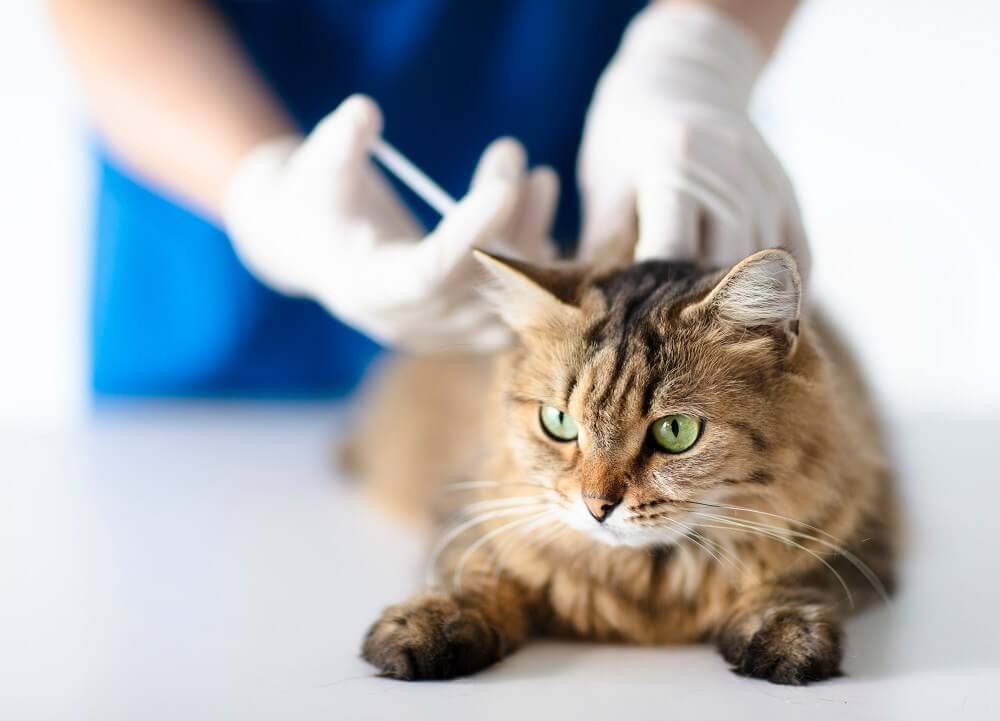 Katze liegt ruhig auf dem Tisch, während der Tierarzt eine Spritze gibt