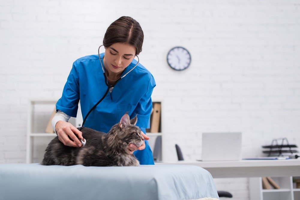 Tierarzt untersucht eine Katze mit einem Stethoskop