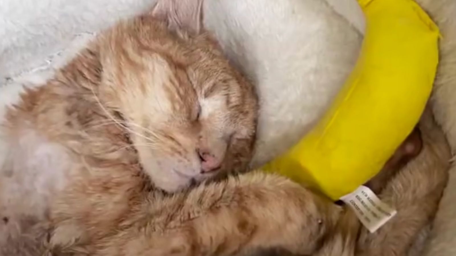 Wer hätte gedacht, dass Bananen so kuschelig sein können? Katze namens Otto