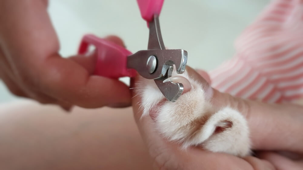 Nahaufnahme einer Katzenpfote mit gespreizten Zehen und einer der scharfen Nägel, die mit einem Nagelknipser geschnitten werden