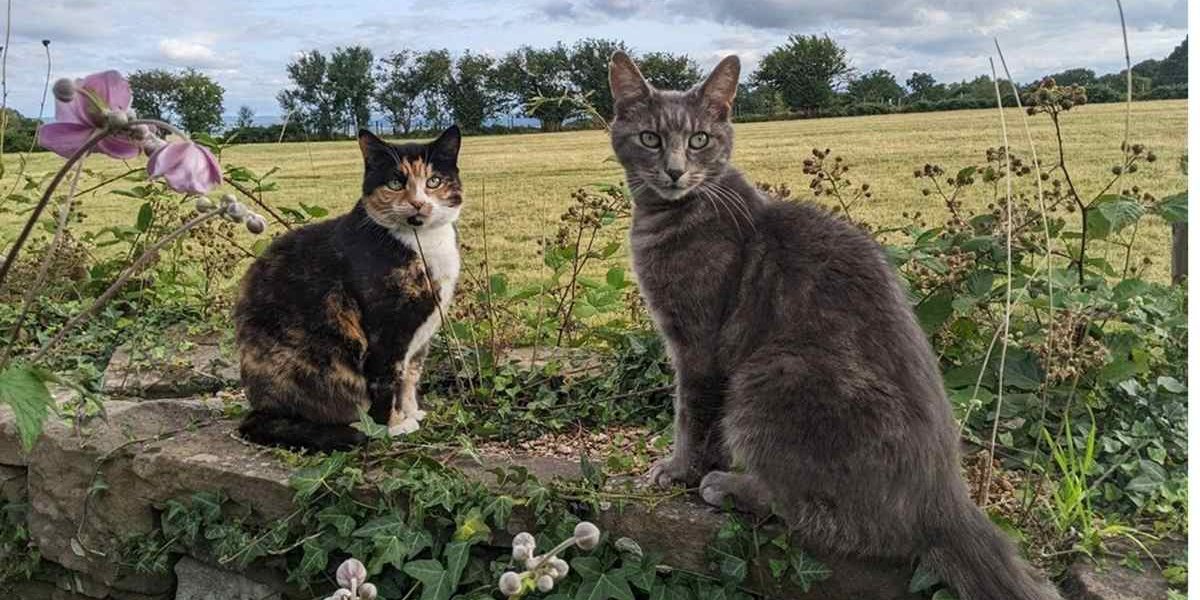 Zwei ältere Katzen auf dem Feld