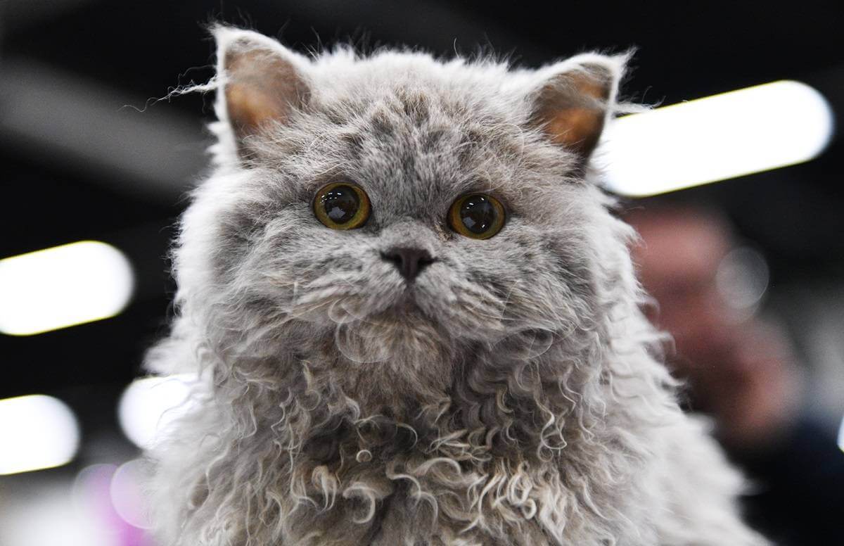 Ein Selkirk Rex Kätzchen