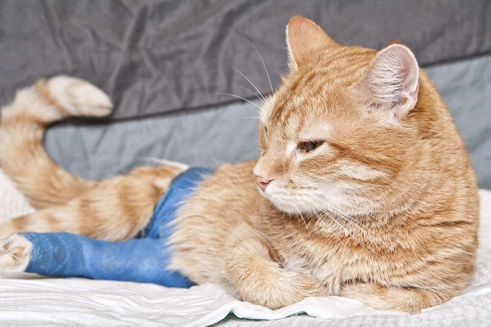 Eine Katze liegt da und hat um eines ihrer Hinterbeine eine blaue Gaze gewickelt.