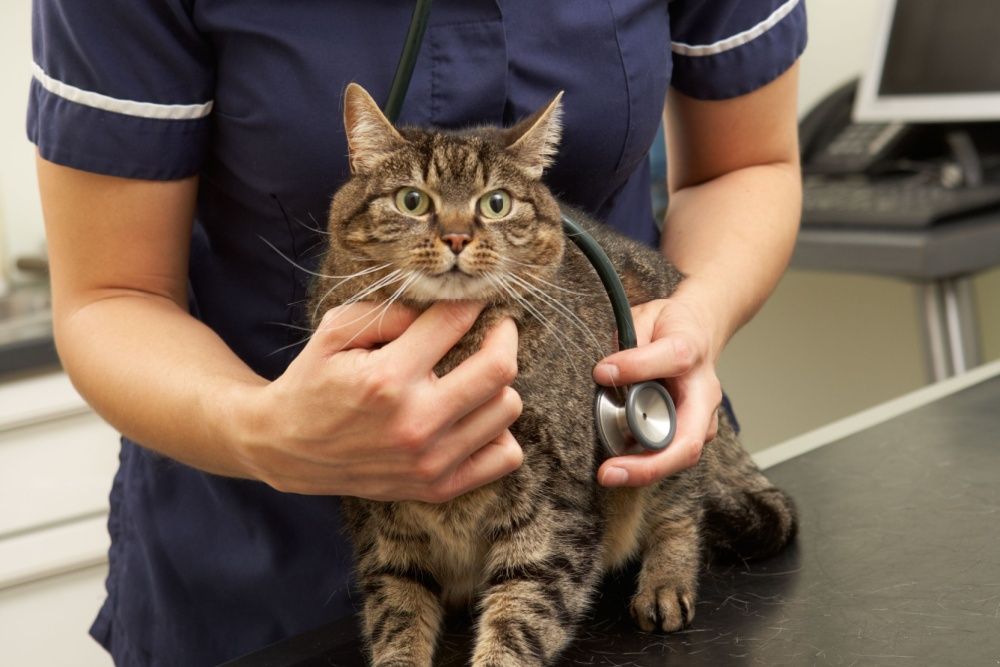 Ein Tierarzt steht hinter einer Katze und legt ihr ein Stethoskop auf die Brust.