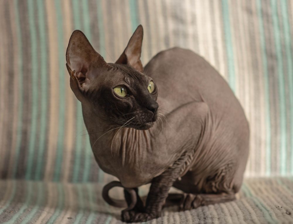 Schöne süße Donskoy Sphynx Katze