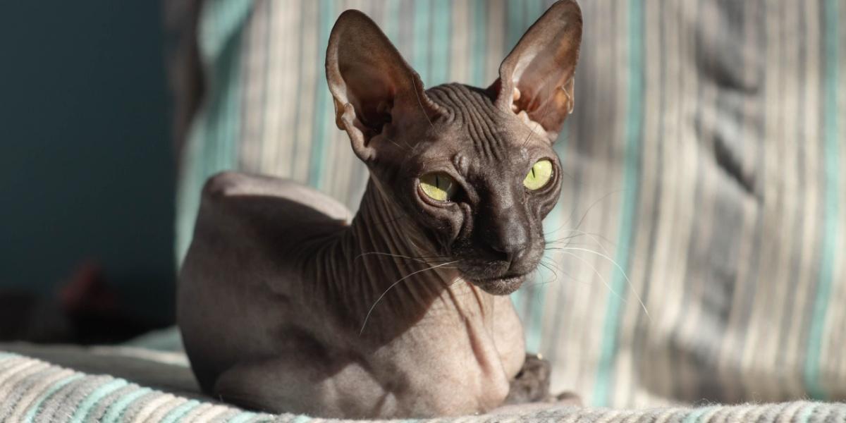 Schöne süße haarlose Katze Donskoy Sphynx