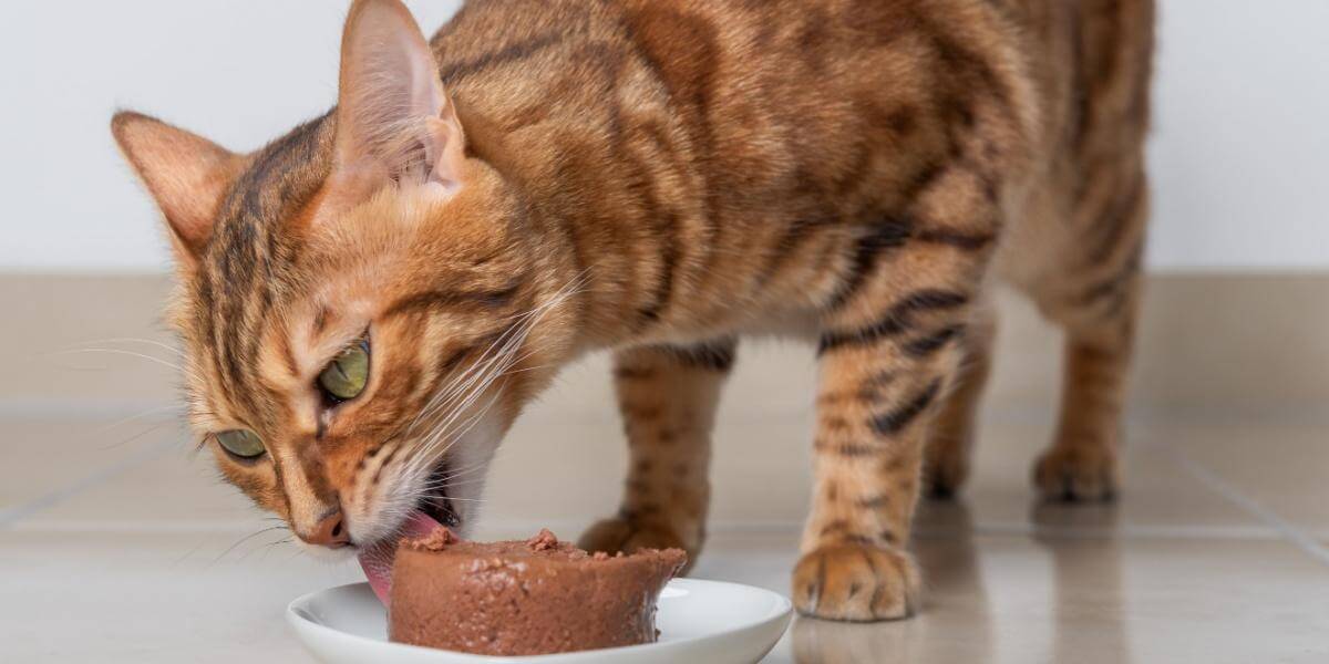 Bengalkatze frisst Nassfutter aus einem weißen Napf.