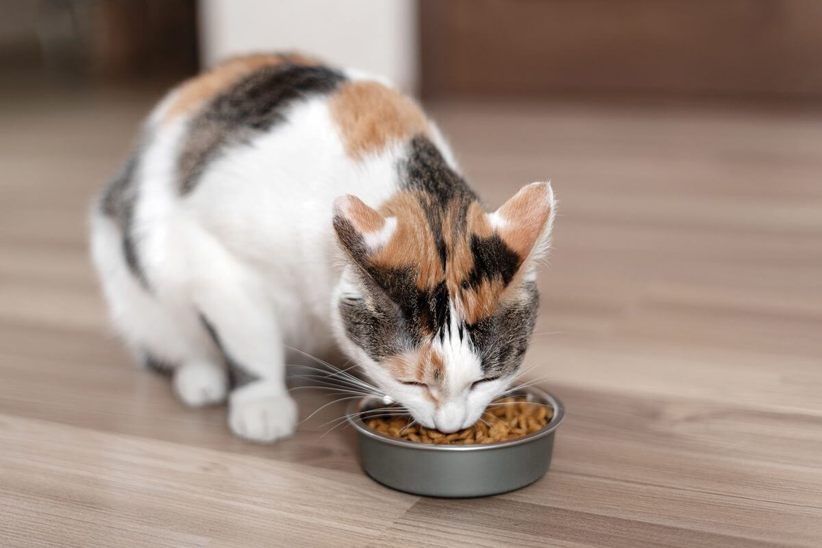 Calico-Katze frisst Trockenfutter aus einer Schüssel